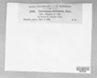 Cercospora althaeina image